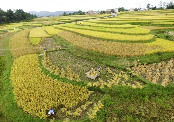 湖北省推广9大"吨粮"生产模式 确保全年粮食产量稳中有升